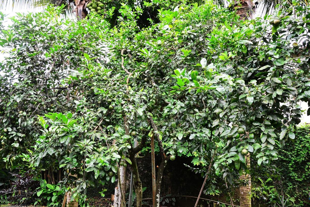 Pousada Recanto Dos Madda'S Paraty Ngoại thất bức ảnh
